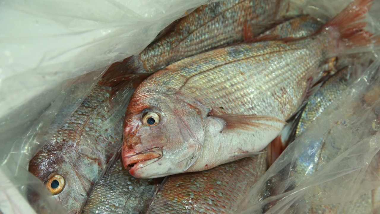 SA imposes three-year snapper fishing ban