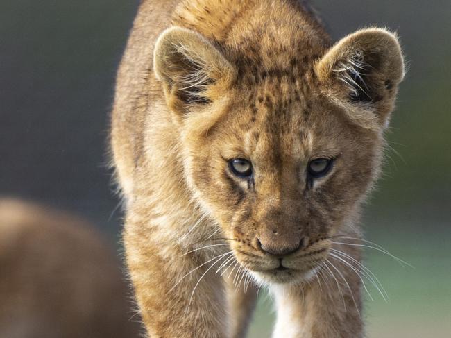 Lion Cubs at Monarto Zoo, July 2020 . Picture: Adrian Mann /ZoosSA