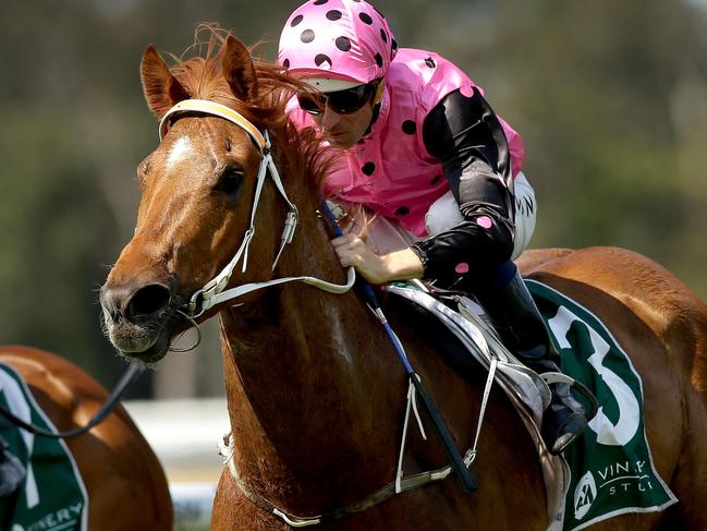 Hugh Bowman ( pink /black spots ) rides MR MANHATTAN to the line to win Race 4 at Warwick Farm Races . Warwick Farm .Picture Gregg Porteous