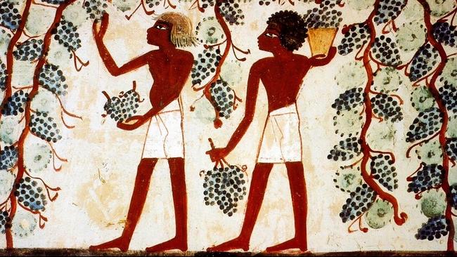 <span id="U631867294058NOC" style="font-stretch:98%;">Egyptians picking grapes painted on the walls of the tomb of Nakht (TT52)</span> at Sheikh Abd'el-Qurna, <span id="U631867294058Y0H" style="font-stretch:98%;">in the Theban Necropolis.</span>