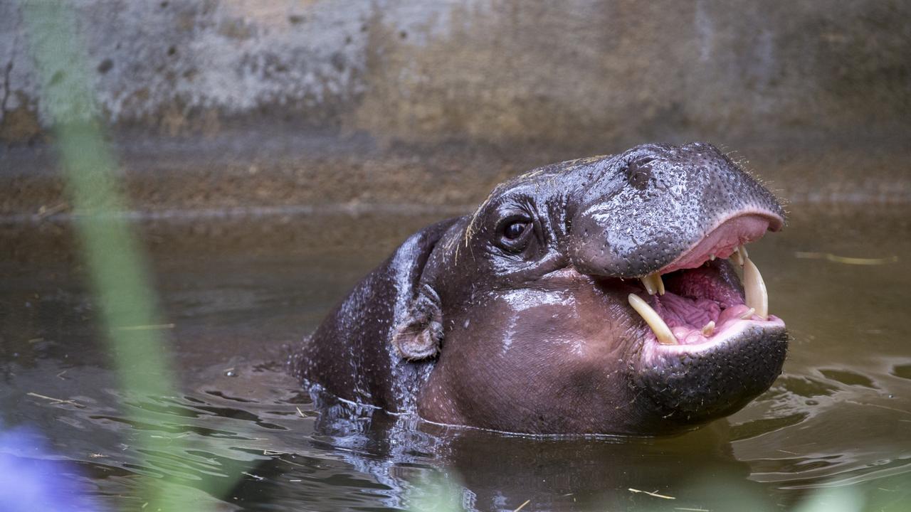 Obi just hanging out at Adelaide Zoo. Picture: Adrian Mann