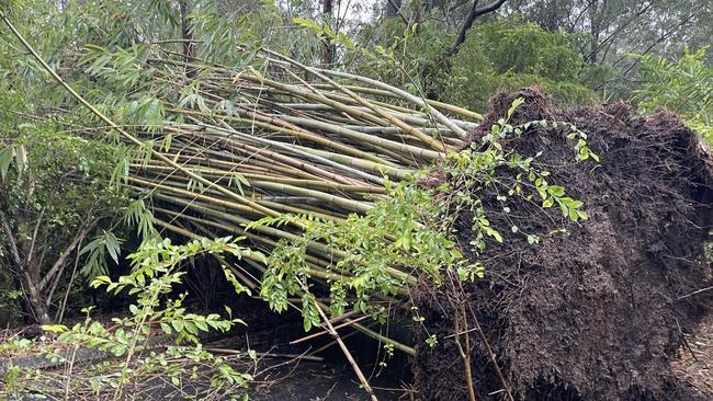 Cyclone Alfred, 2025. A bamboo tree down at a property on Scullin Street in Mudgeeraba. Picture: Sandy Frost, Facebook.