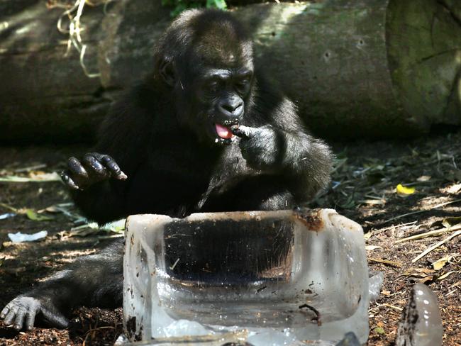 Mjukuu tests out the cooling potential. Picture: Toby Zerna