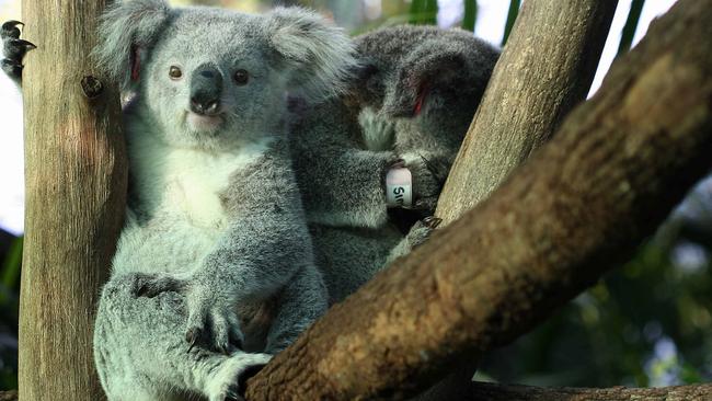 Simonee and Pinkie-Pie share a branch in the Rainforest at the Australia Zoo Wildlife Hospital. Picture: Robyne Cuerel