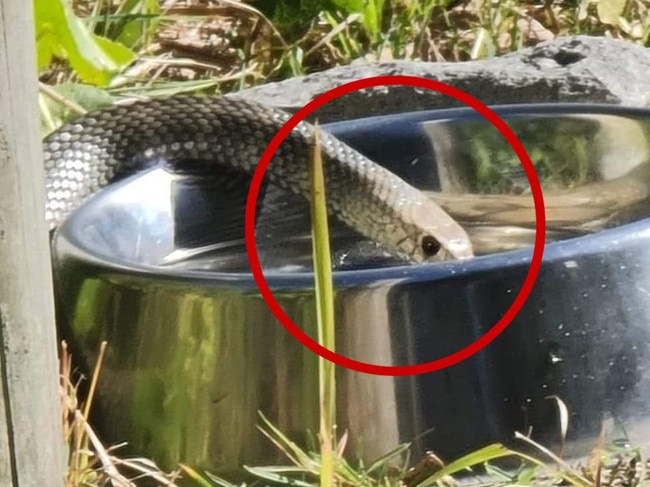 Eastern Brown Snake drinking from a public dog bowl near the beach in NSW. Picture: Rodney Cossor/ WILD Conservation