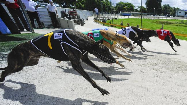 The death of a young greyhound on the Townsville racetrack has highlighted the region’s high greyhound fatality rate, say animal welfare advocates. Picture: File Photo