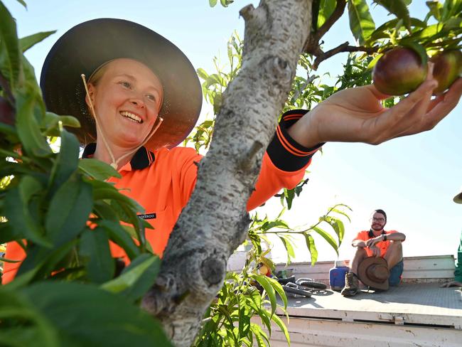 Where you can get a fruit picking job