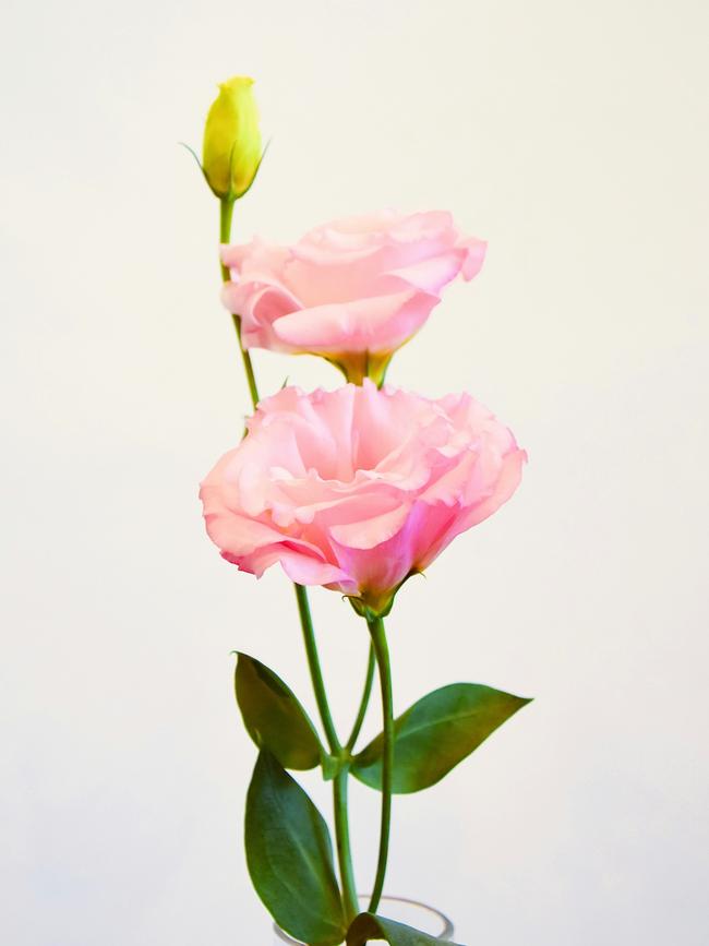 Lisianthus
