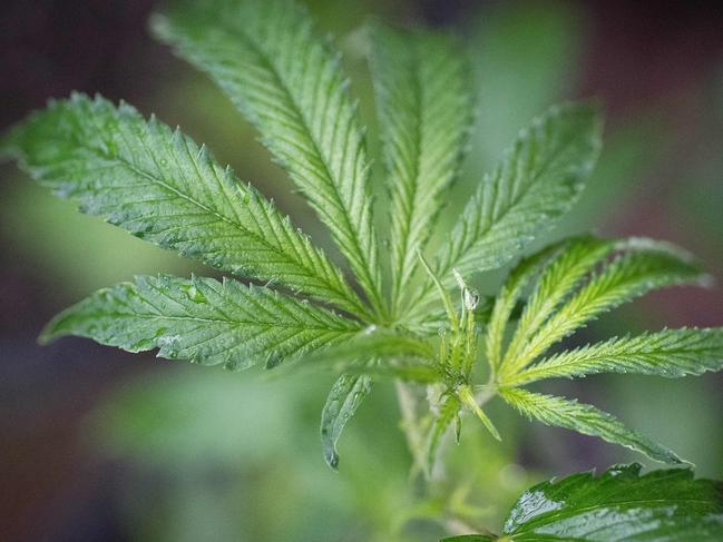 (FILES) In this file photo taken on April 19, 2017 a marijuana plant is seen in a greenhouse in Mendocino County, California. - PepsiCo on October 2, 2018 joined the growing list of big companies to confirm potential interest in making drinks with cannabis.Hugh Johnston, chief financial officer of the soda and snacks giant, acknowledged the company's interest in an interview with CNBC. "We will look at it very critically," Johnston said of cannabis on an interview with CNBC. "But I am not prepared to share any plans that we may have in the space right now." (Photo by Josh Edelson / AFP)