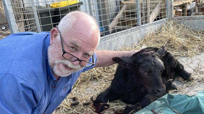 Vet Dr james Vanner operates on a Curlewis calf born with two extra legs growing from its head. Picture: Geelong Veterinary Hospital