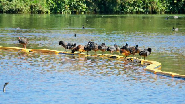 The Gold Coast Turf Club is going ahead with filling in the lake despite protests. Picture: Ric Allport