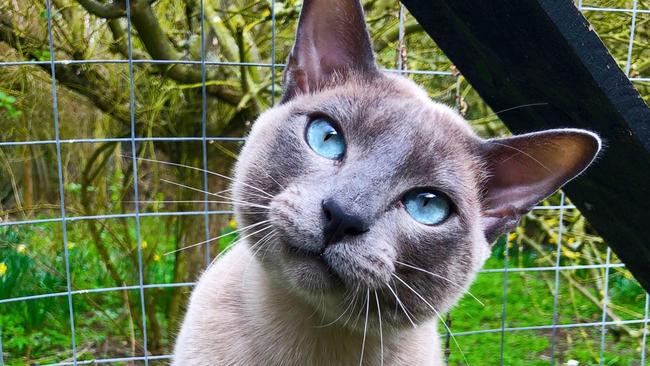 SMARTdaily pets. A gorgeous blue mink Tonkinese looking at the camera at his owner. Sitting outside in the safety of a cat proofed garden / catio / cat run / pen with daffodil flowers in the background. Picture: iStock