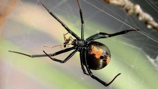 The redback spider is one of Australia’s most venomous spider species. Picture: University of Toronto