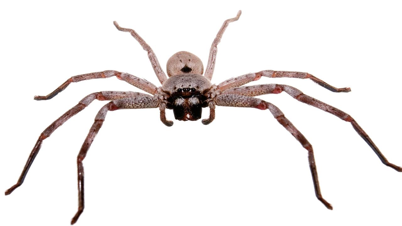 Chill - Huntsman spider.