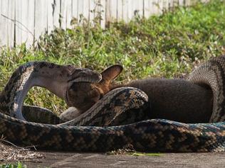 Pythons photographed eating wallabies across Far North Queensland | The ...