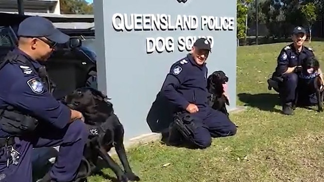 Five police dogs are retiring after a brave eight years in the service. Photo: QLD Police