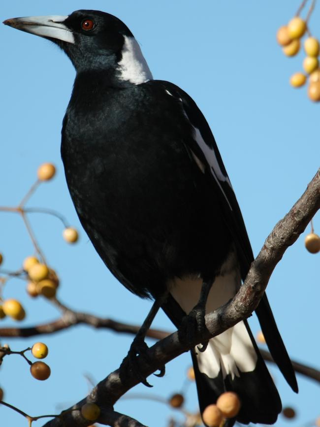 The mighty magpie