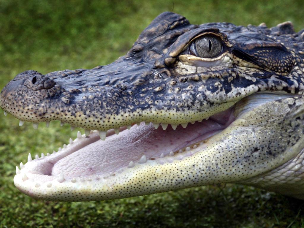 3 year old Mississippi alligator.  She can live to over 100 years and grow to 4 metres.