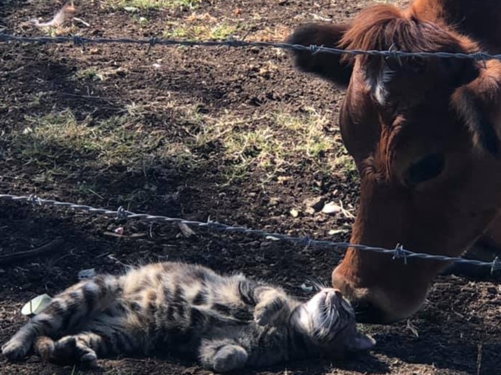 Scientists back in 1941 wanted to discover what would happen if they exploded a paper bag beside a cat that was standing on a cow’s back. Picture: News Regional Media