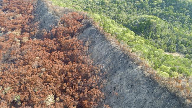 After fires ravaged the island, new ground cover and plant life has popped up. Picture: Peter Meyer