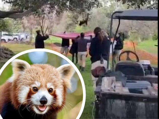 Escaped red panda shot with dart, drops out of tree