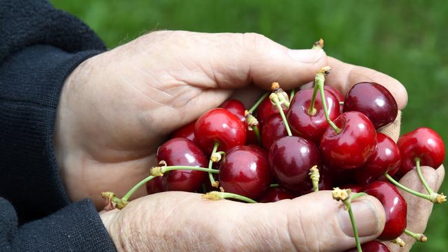 Cherry season is about to begin and heading to our local orchard to buy cherries and eat ice cream has become a family ritual.