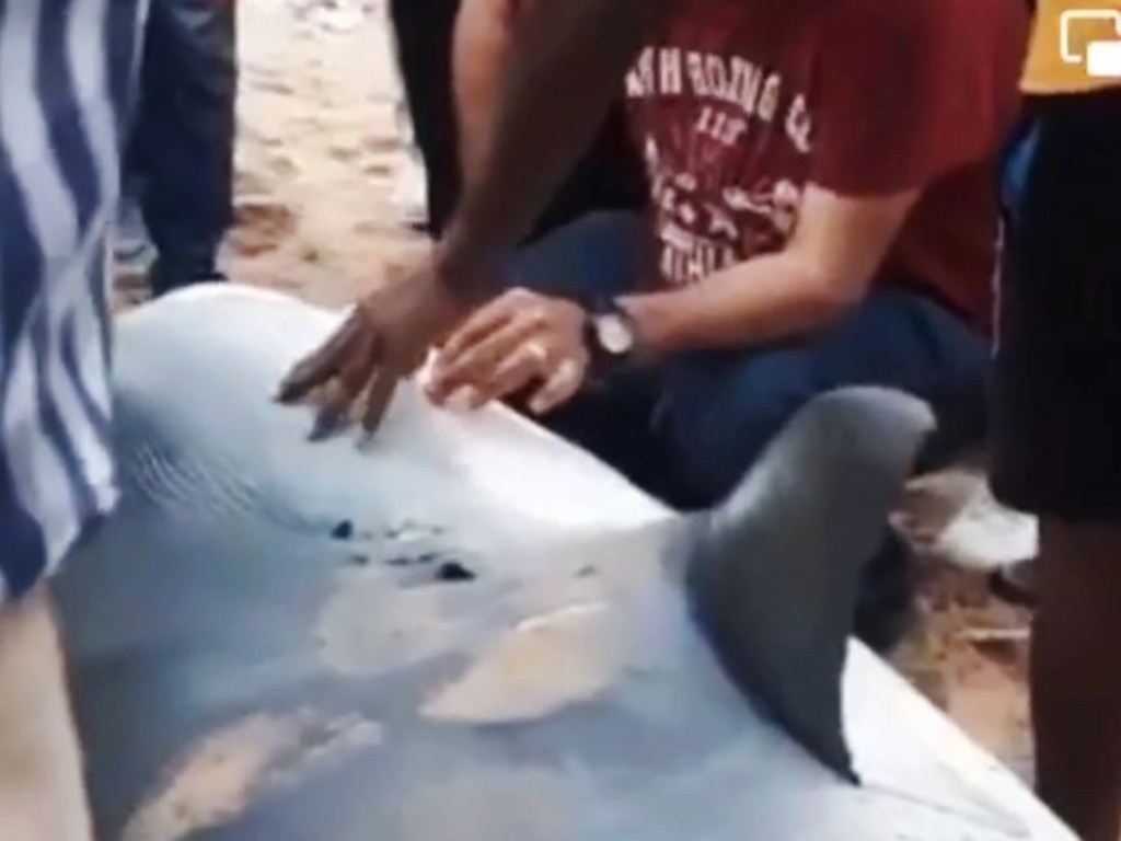 June 8th 2024 Egypt Shark Attack - Halli Kerstin