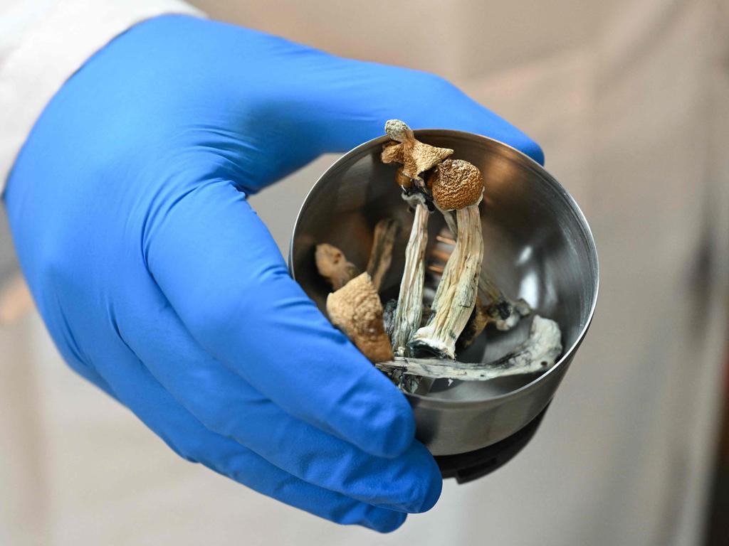 Psilocybe cubensis, known colloquially as psychedelic "magic" mushrooms, are considered a breakthrough in mental health treatment. Picture: AFP