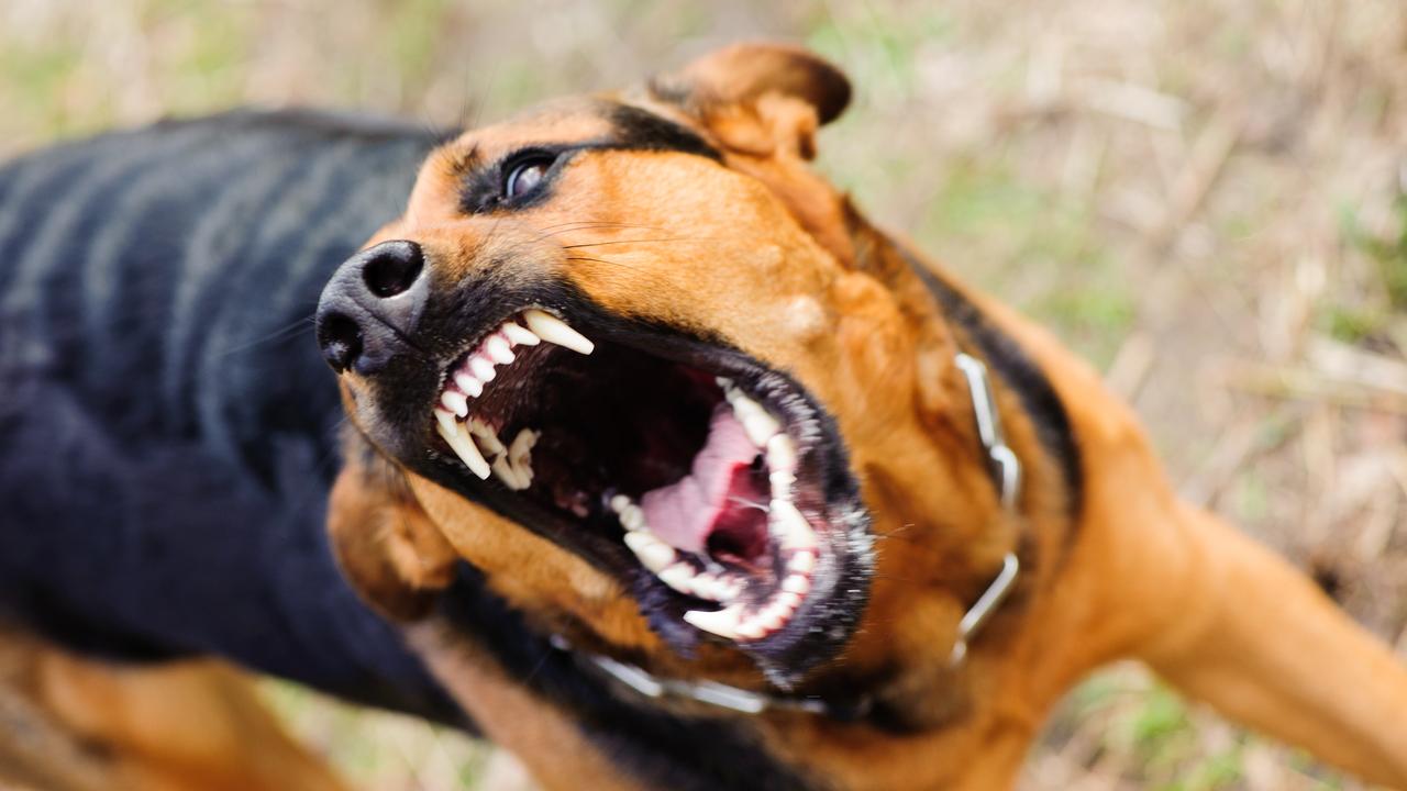 You should avoid eye contact with an angry dog as they perceive it as threatening. Picture: iStock