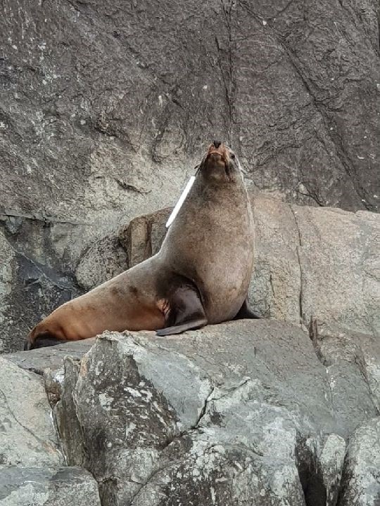 Australian fur seal. Picture: DPIPWE/file image