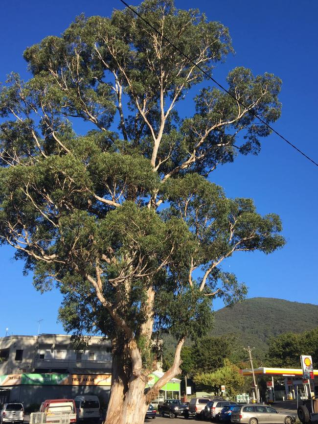 The removal of the Warburton gum tree has cost Yarra Ranges ratepayers $400,000.