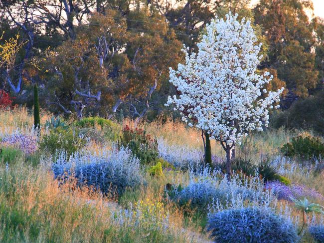 EMBARGO FOR TWAM 24 APRIL 2021  FEE APPLIES , Kurt Wilkinson garden Pic : supplied