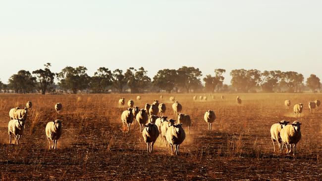 Farmer Paul Guy’s sheep walk to feed through a dry and dusty paddock. Picture: Jonathan Ng