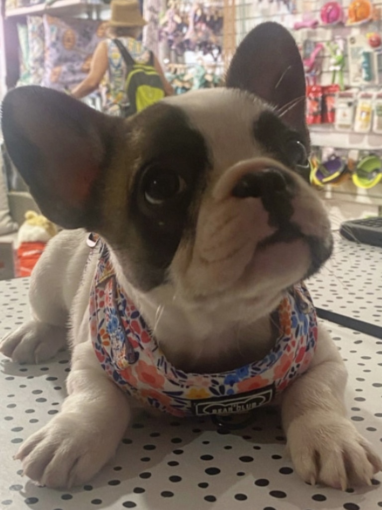 Piglet Ashmore – Piglet is an 8-week-old French bulldog that is full of life and love … she is such a beautiful snugly little character that makes people smile wherever she goes