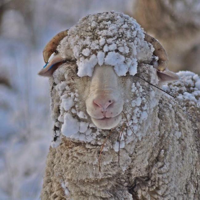 What ewe looking at, snowy sheep, pic Katy Morgan