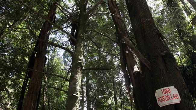 A sign attached to a tree indicating 1080 poison has been laid near Tewkesbury, inland from Burnie in Tasmania's North-West