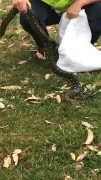 Sydney Wildlife volunteer Georgie Campbell rescues a snake