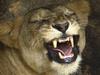 Scientists to clone Ice Age cave lion | news.com.au — Australia’s ...