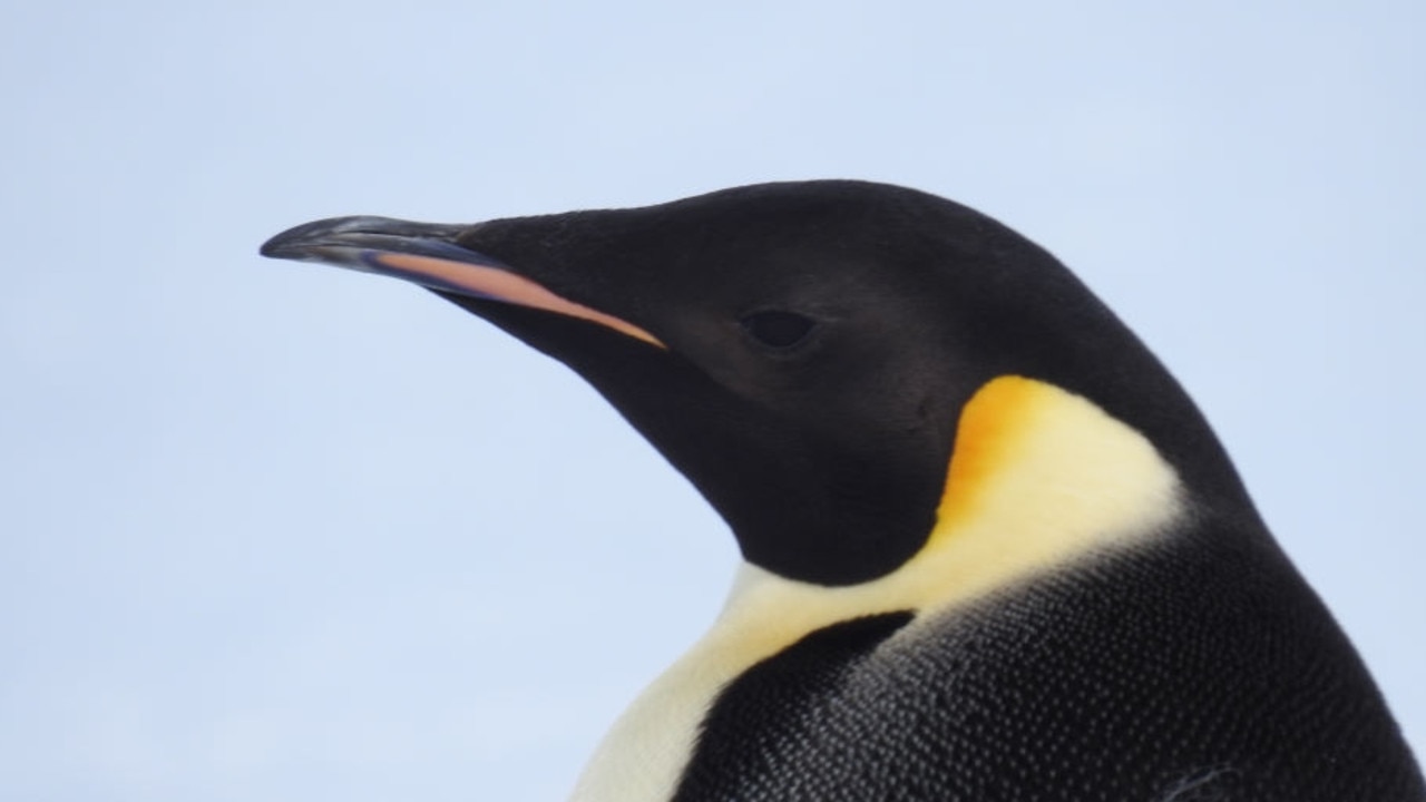 Mercury reporter David Killick's expedition to one of Antarctica's remotest outposts this summer. The five-person Mawson's Huts Foundation are carrying out vital conservation works at Cape Denison.