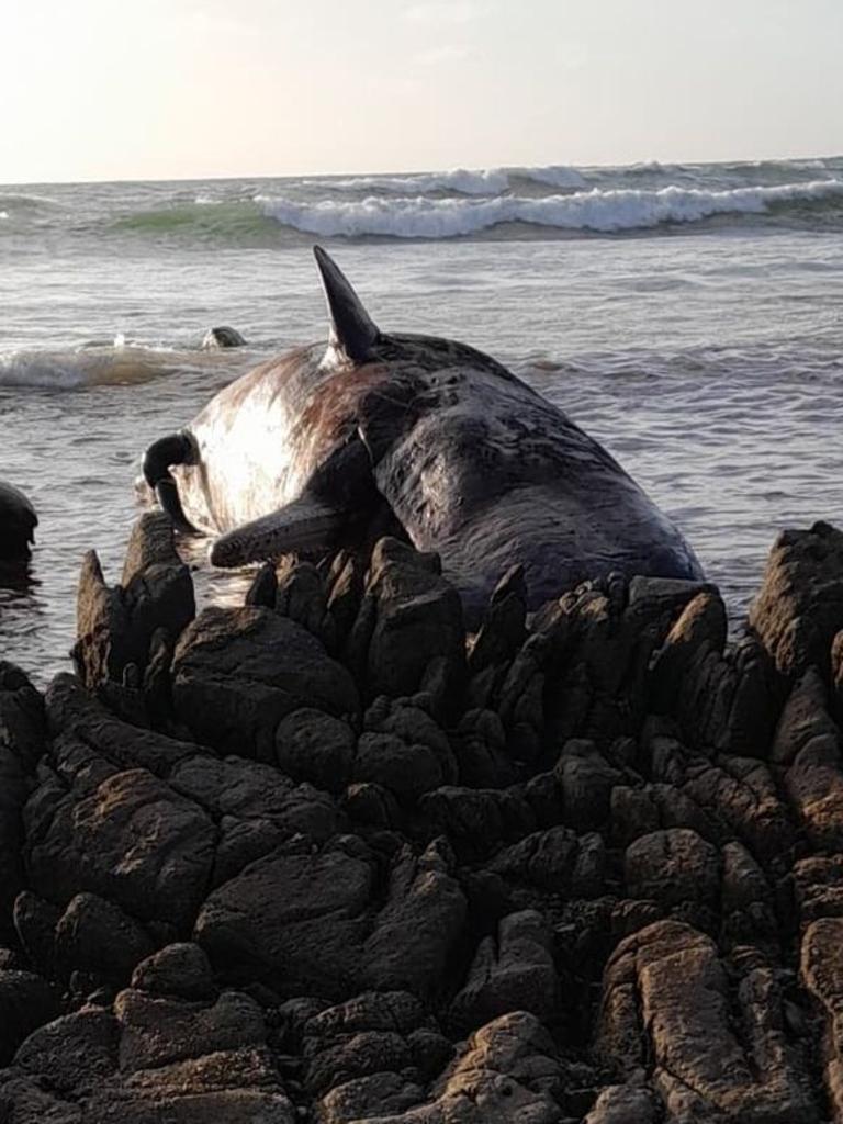 At least 14 young male sperm whales have died after a mass stranding on King Island. Photo: Sarah Baldock