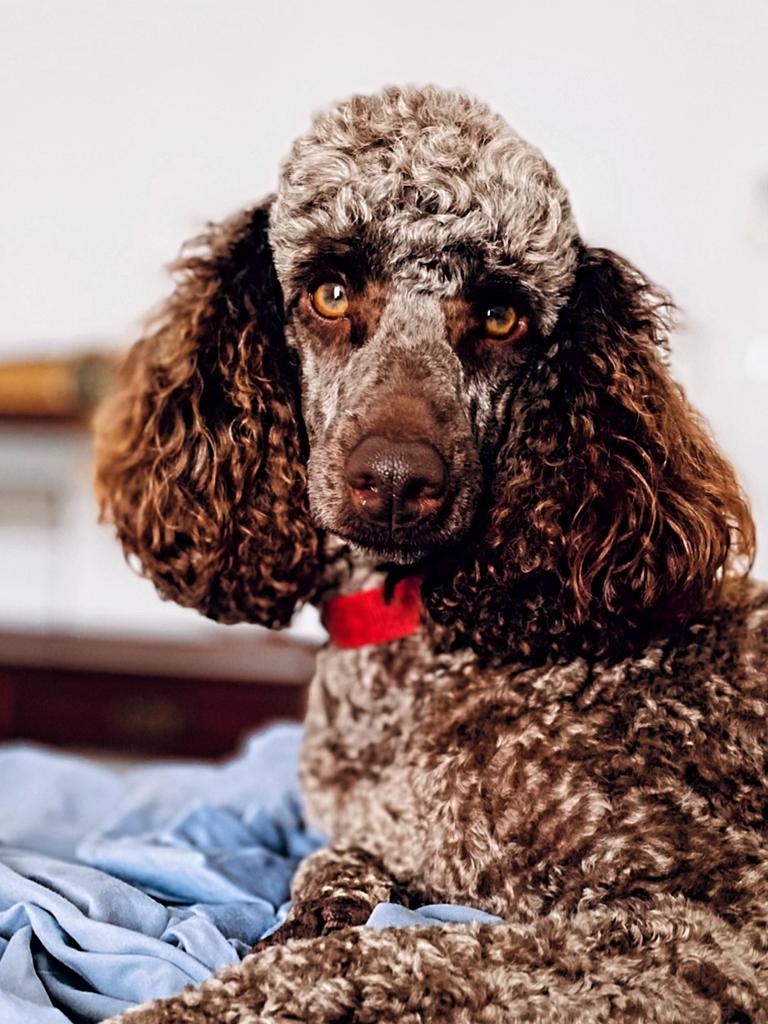 Walter Brown – Walter is a miniature pedigree poodle who is super smart, sassy and knows his worth. He loves the beach, chicken and sleeping. He loves to steal socks and looks you in the eye as he is doing it, a cheeky loveable boy is our Walter Brown.