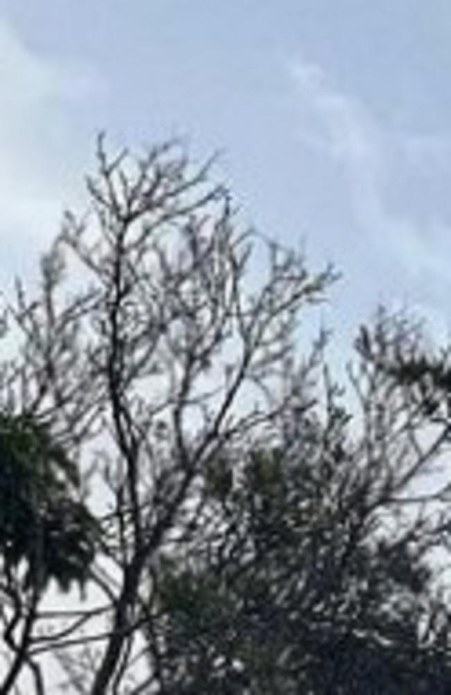 The Bunya pine tree is more than 175-years-old. Picture: Erin Constable