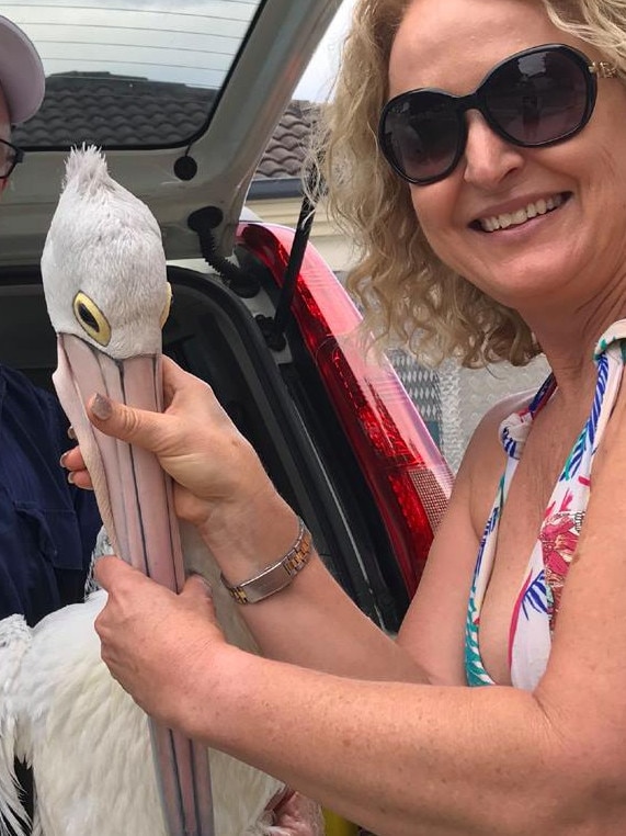 A resident holds her beak closed while she’s untangled. Picture: supplied