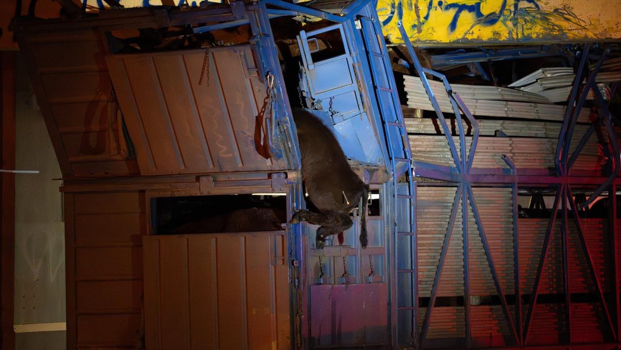 Truck carrying dairy cows slams into Melbourne bridge | Herald Sun