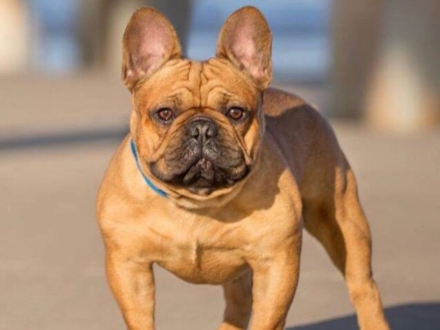 Two-year-old French bulldog from Carrara, Theo, was found dead.