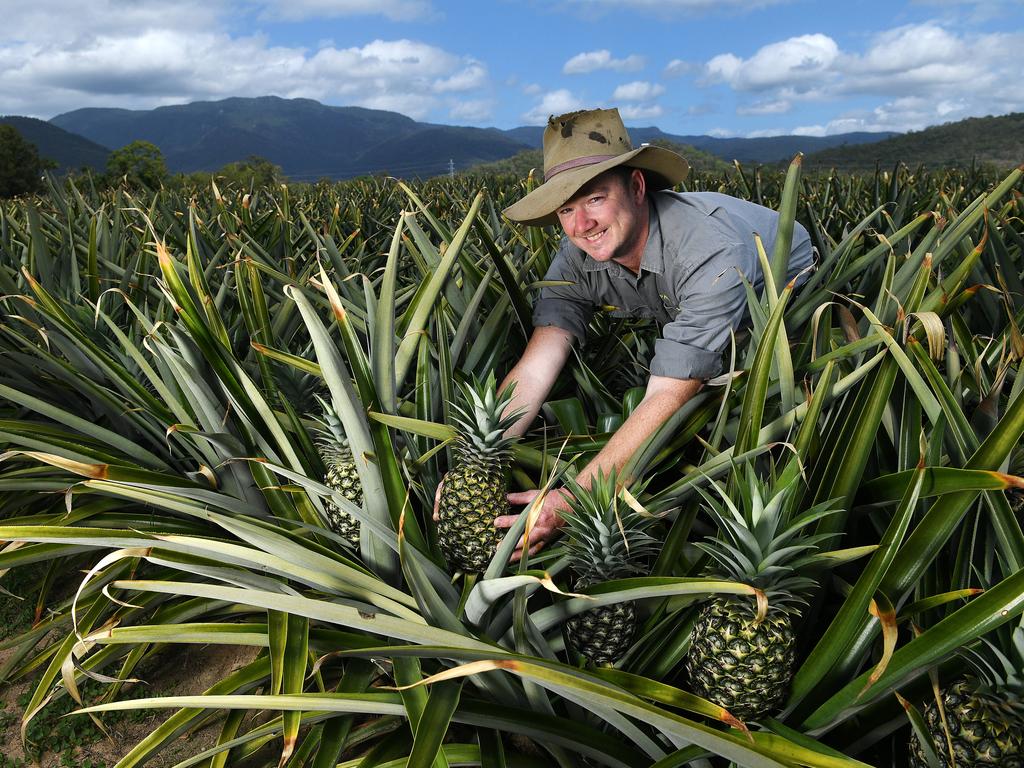 ‘It’s very popular’ Rollingstone Pineapple Festival is back