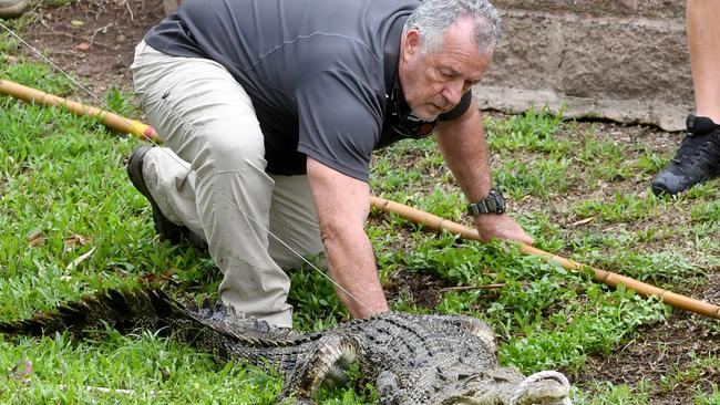 Ingham Floods 2023. Croc caught in Palm Creek in the middle of Ingham.  Senior wildlife officer Tony Frisby catcheshe croc.  Picture: Evan Morgan