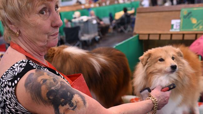 The iconic show is a beloved by diehard breeders, including this woman with her Shetland Sheepdogs. Picture: OLI SCARFF.