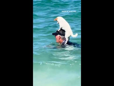 Dog hitches a ride while swimming in WA