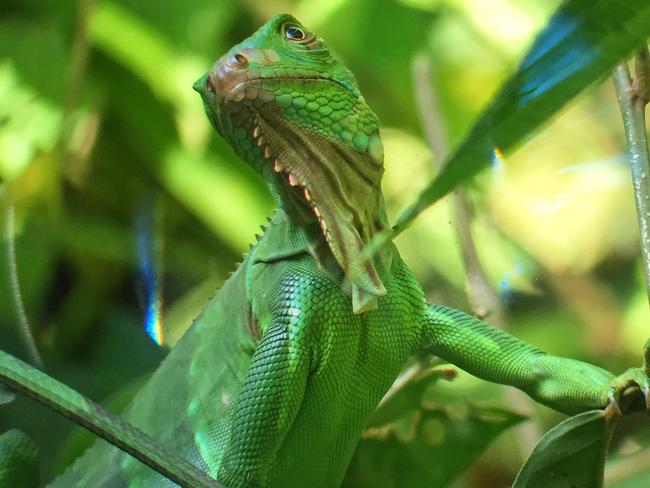 Costa Rica’s wildlife is pretty excellent. Picture: Gary Burchett